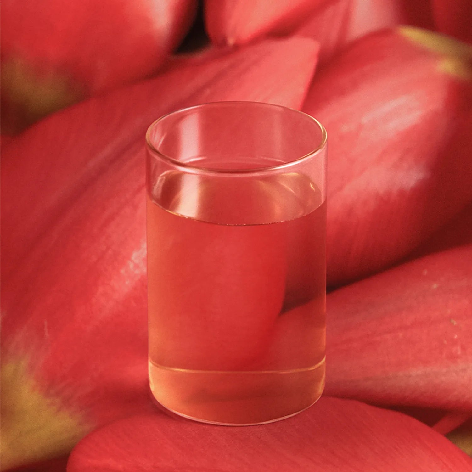 OSULLOC Camellia Forest Tea 10ea